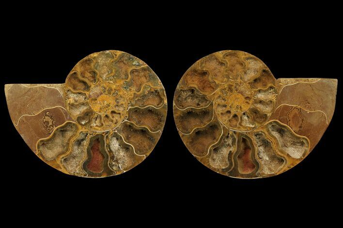 Cut & Polished Ammonite Fossil - Jurassic #172448